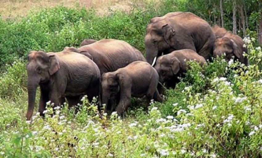 जङ्गली हात्तीको आक्रमणबाट कञ्चनपुरमा दुई जनाको मृत्यु