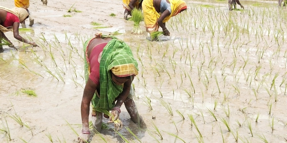 कैलालीमा चैते धान खेतीको उत्पादन क्षेत्र बढ्दै