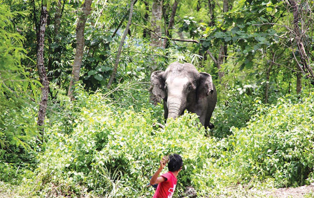 हात्तीको आक्रमणबाट एकजनाको मृत्यु