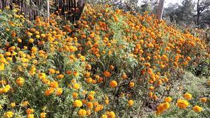 तिहारमा फूल अभाव
