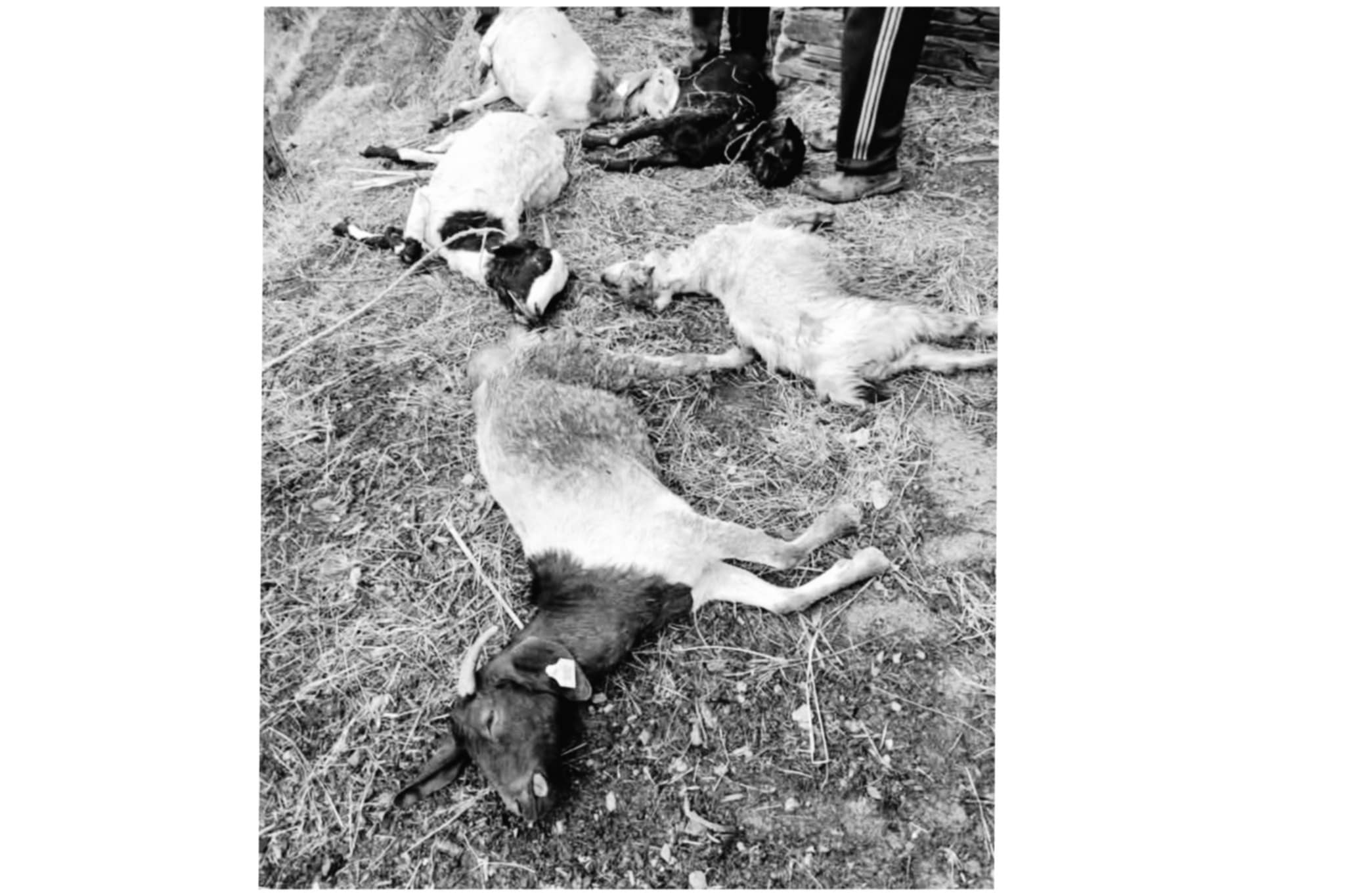 बैतडीमा बाघले ६ वटा बाख्रा मार्यो