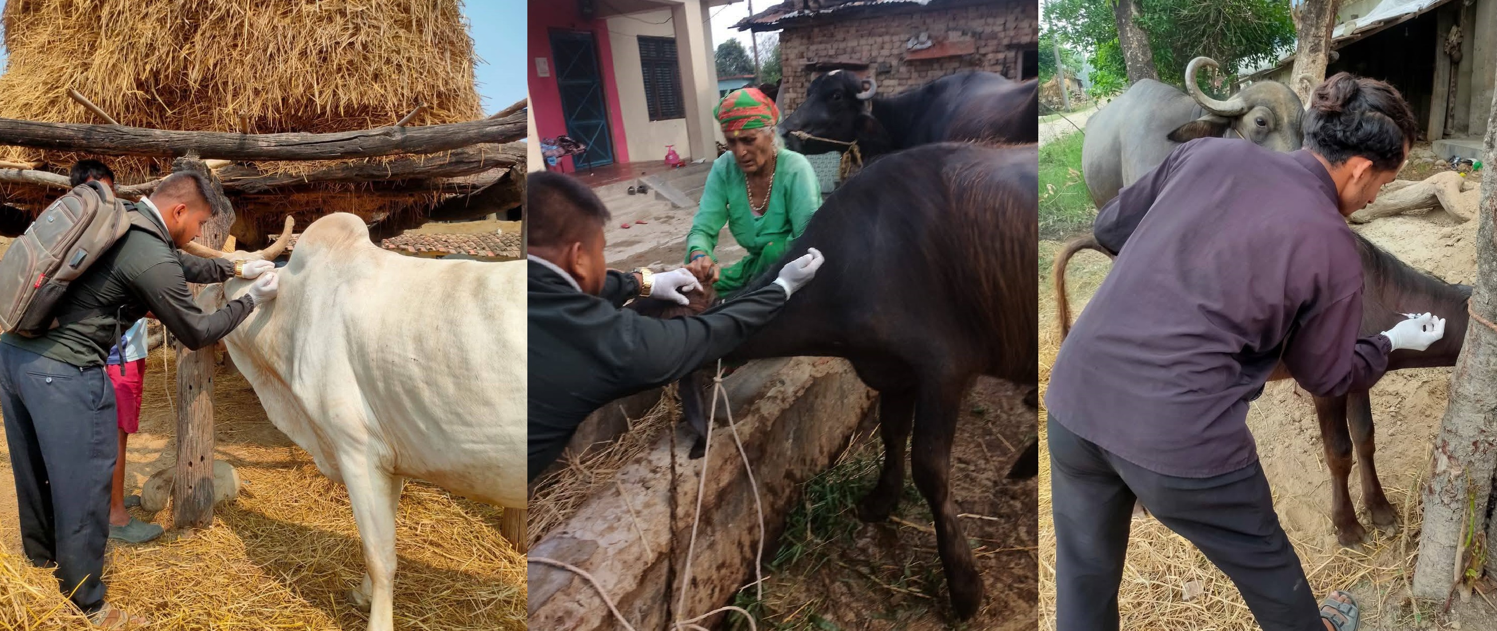 कैलालीमा छ लाख २० हजार बढी पशुमा खोरेत रोगको खोप