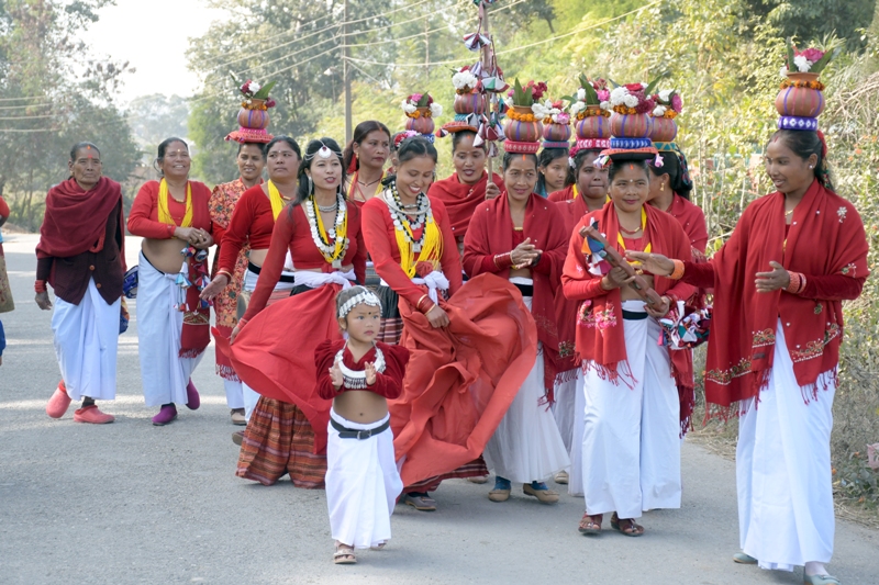 माघीको तयारीमा जुटयो थारू समुदाय