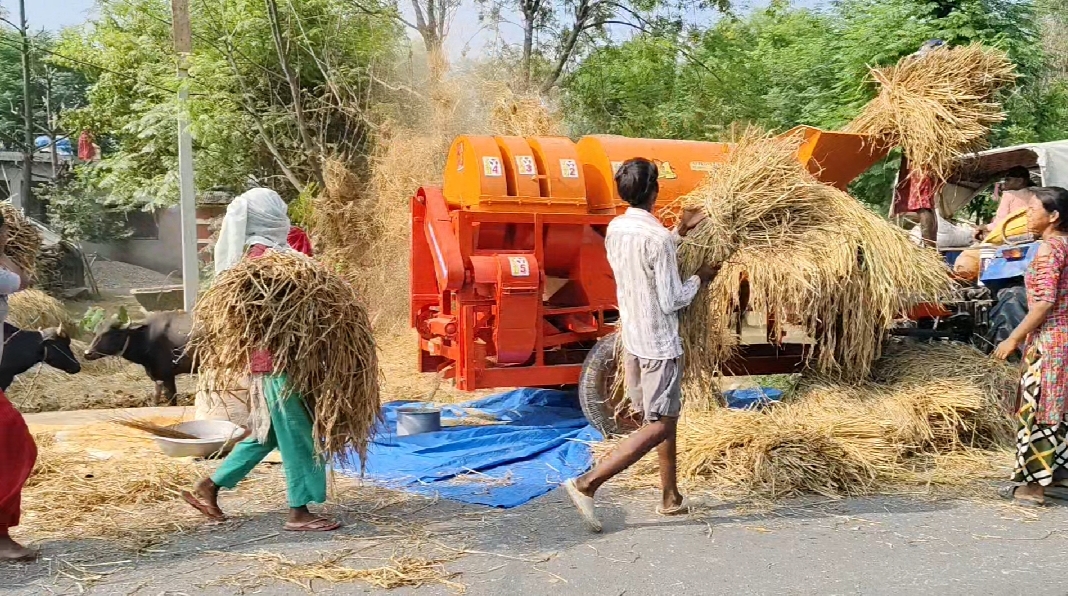कैलालीमा थ्रेसरमा परेर महिला घाईते